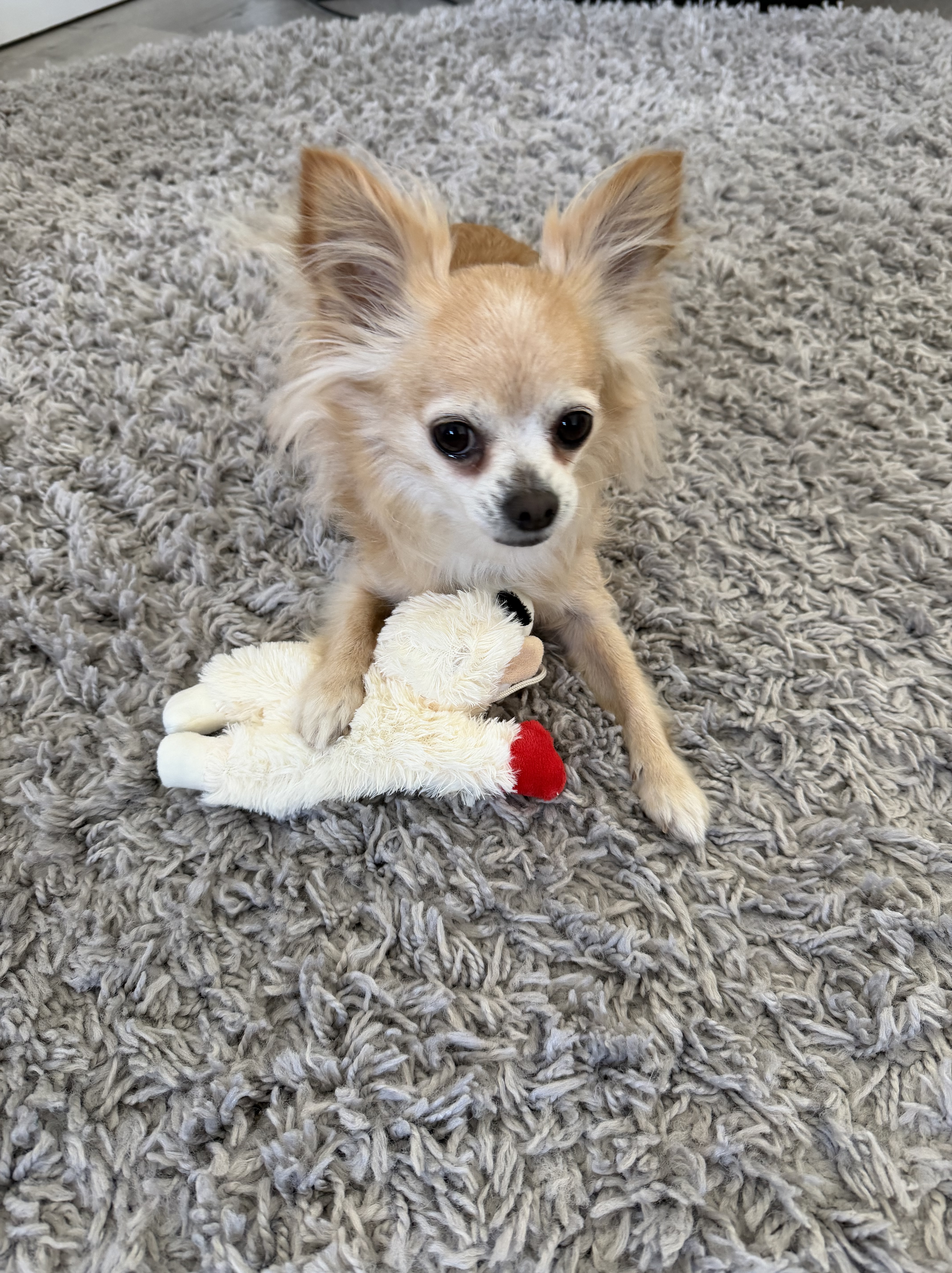 holli with lamb chop