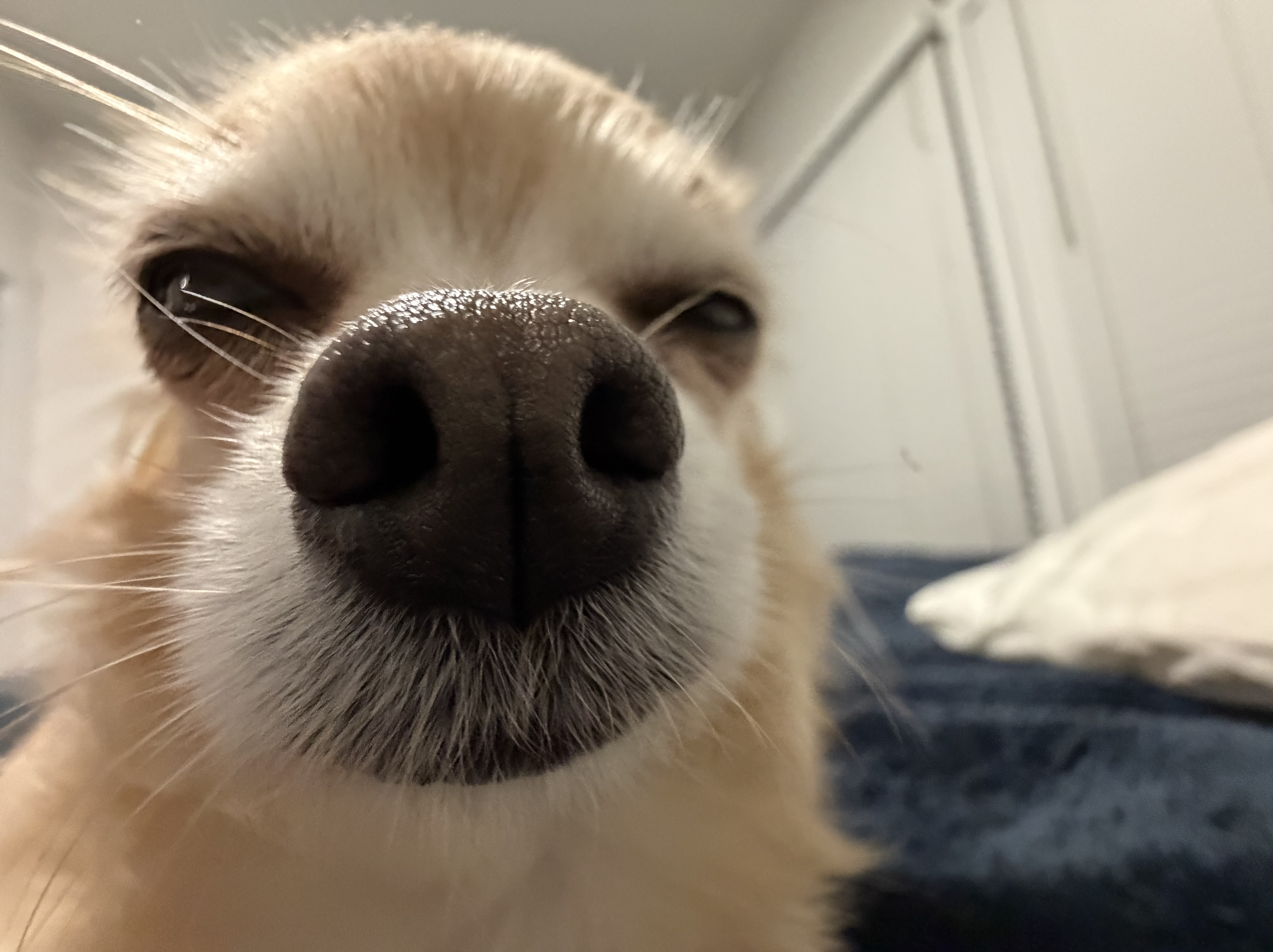 holli's nose extreme close-up