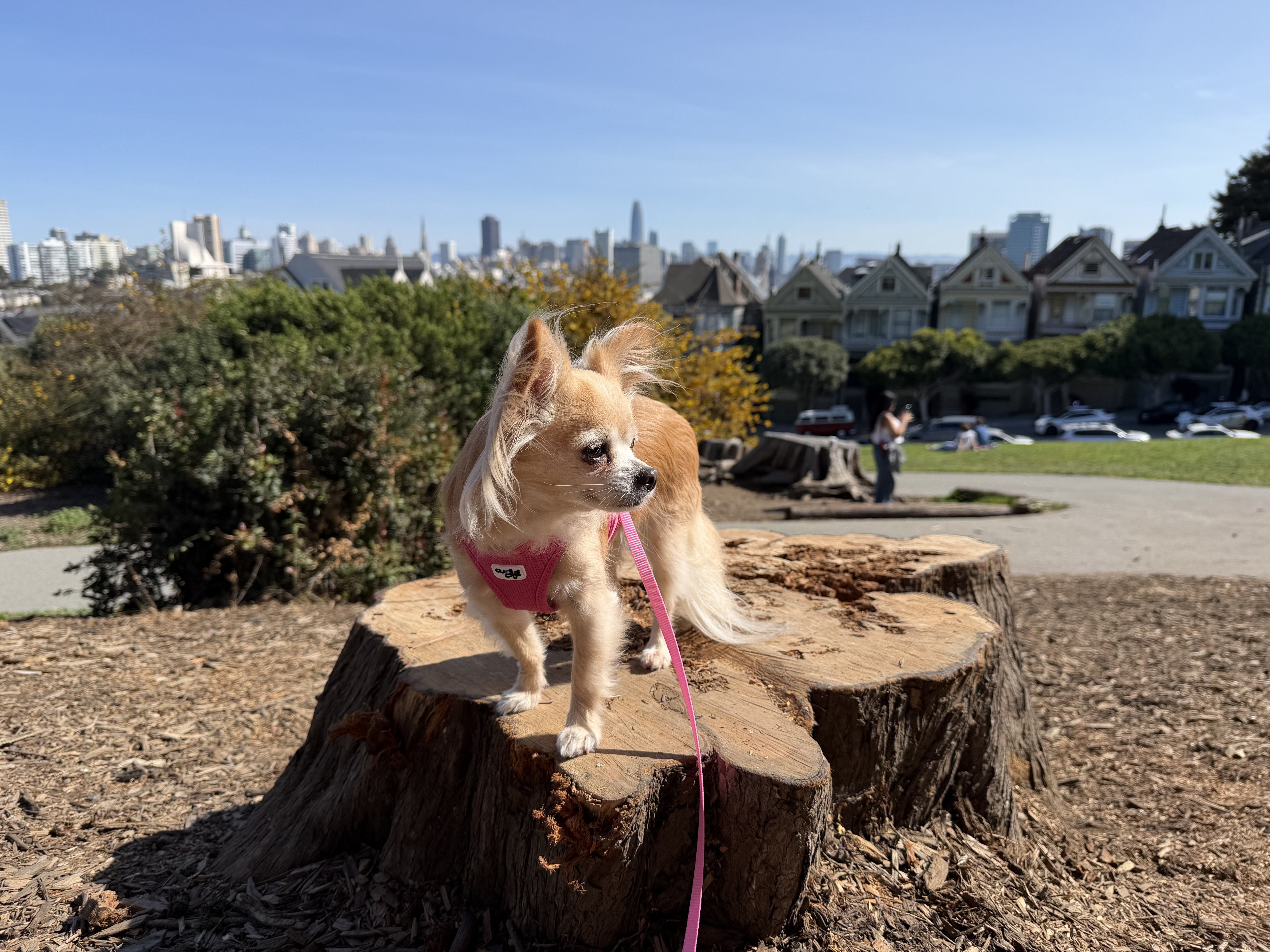 holli at alamo square