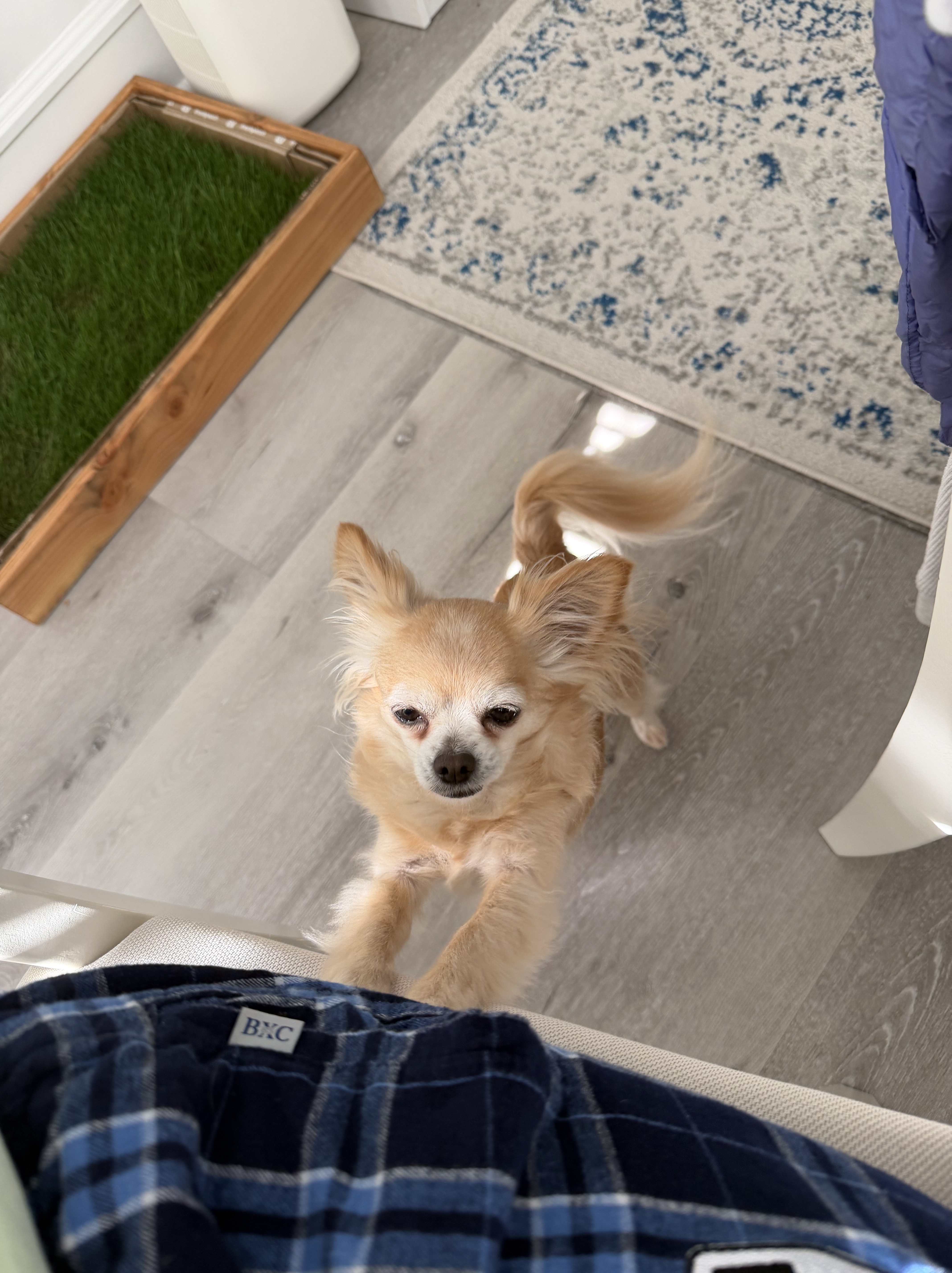 holli standing alert