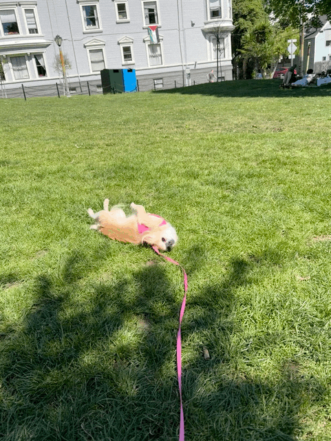 holli doing zoomies