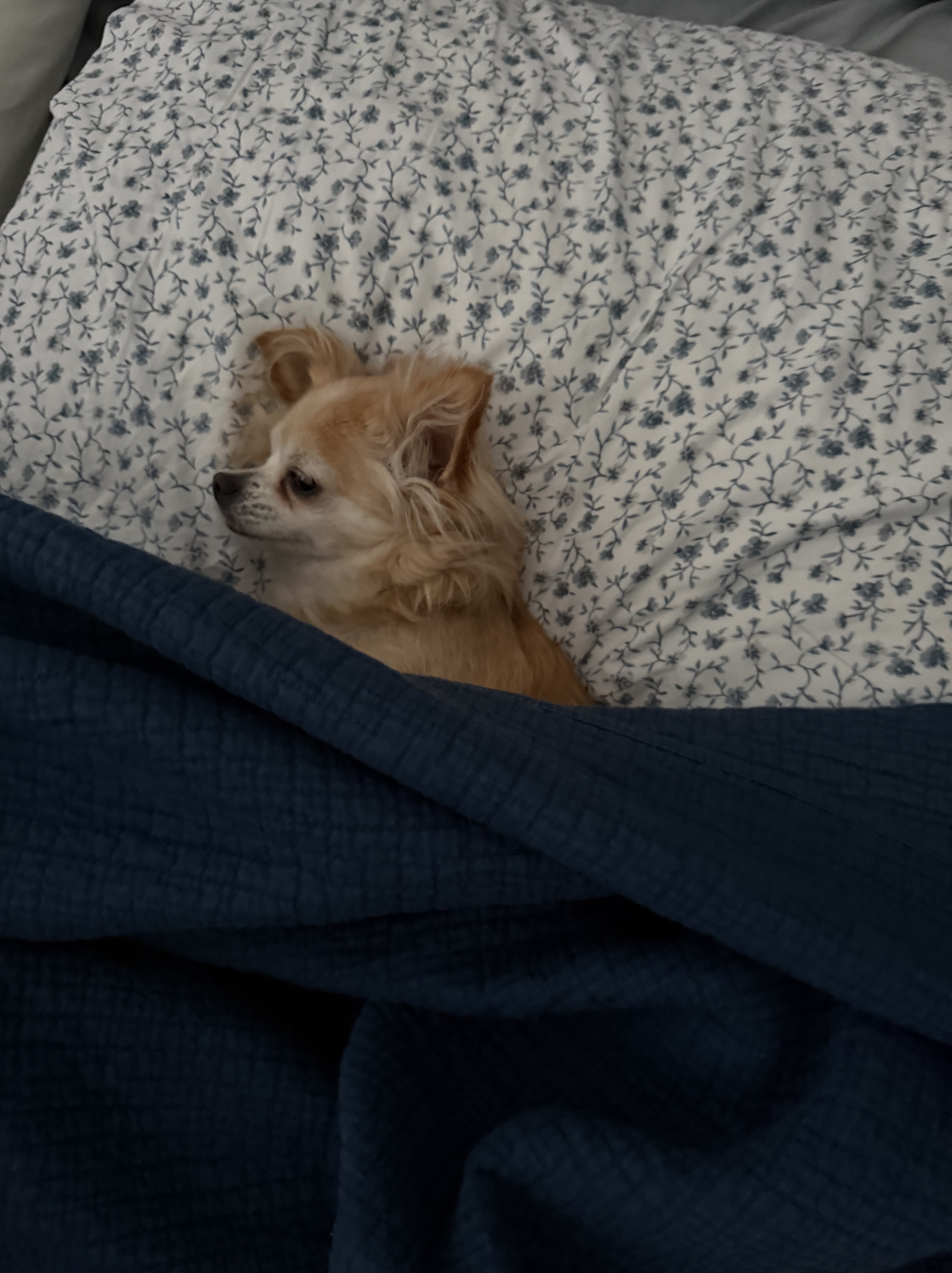 holli peeking from blankets