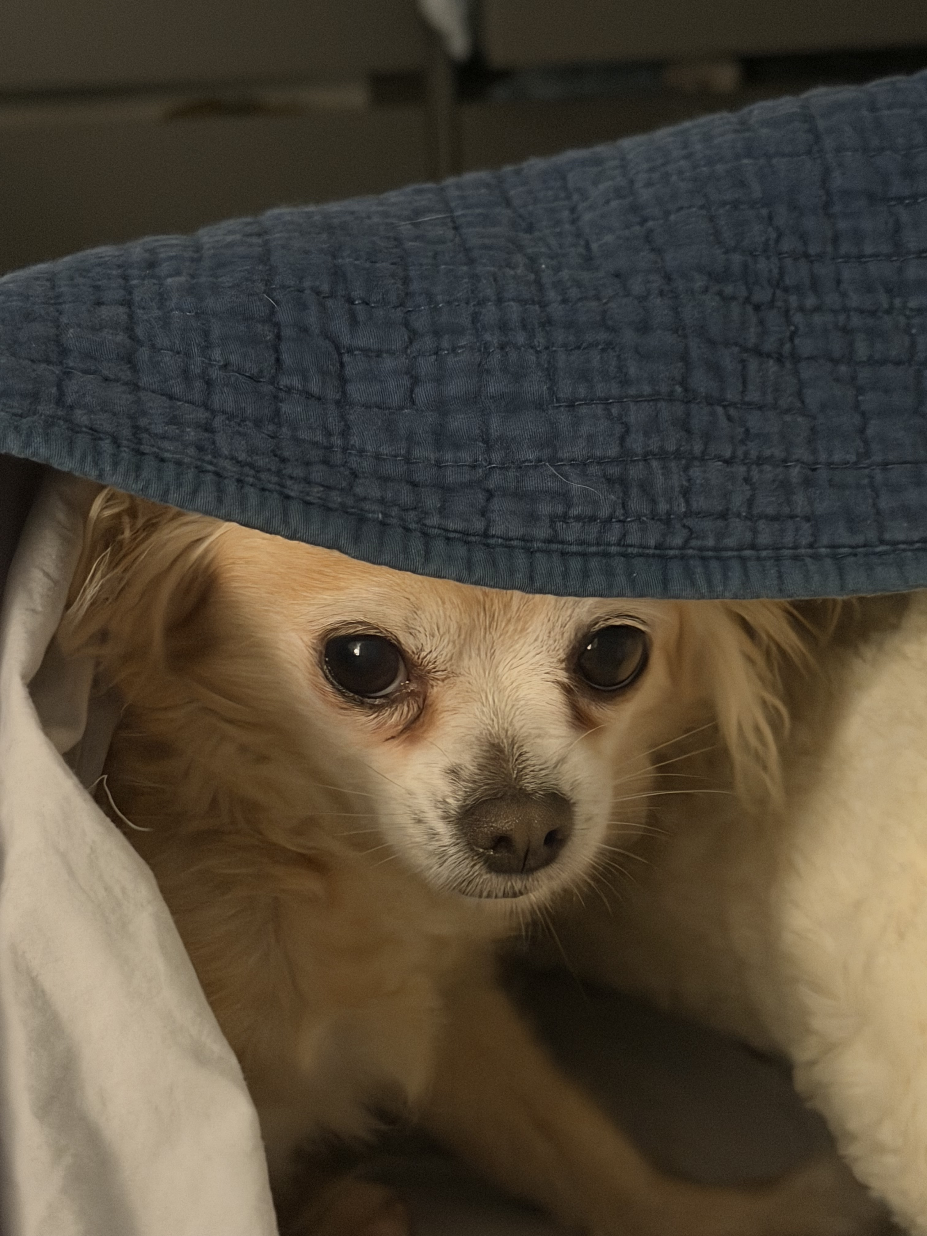 holli peeking from covers
