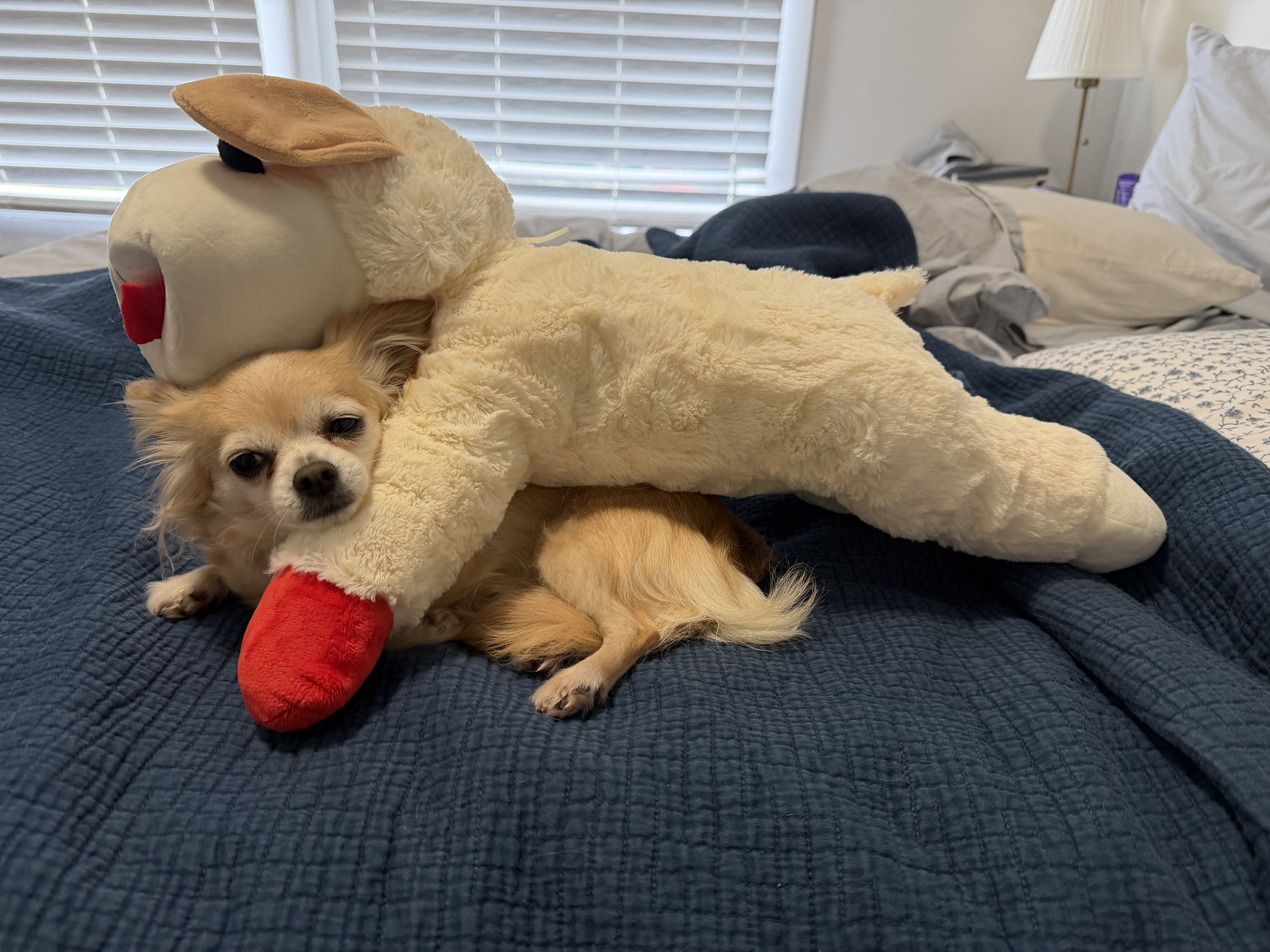 holli cuddling giant lamb chop