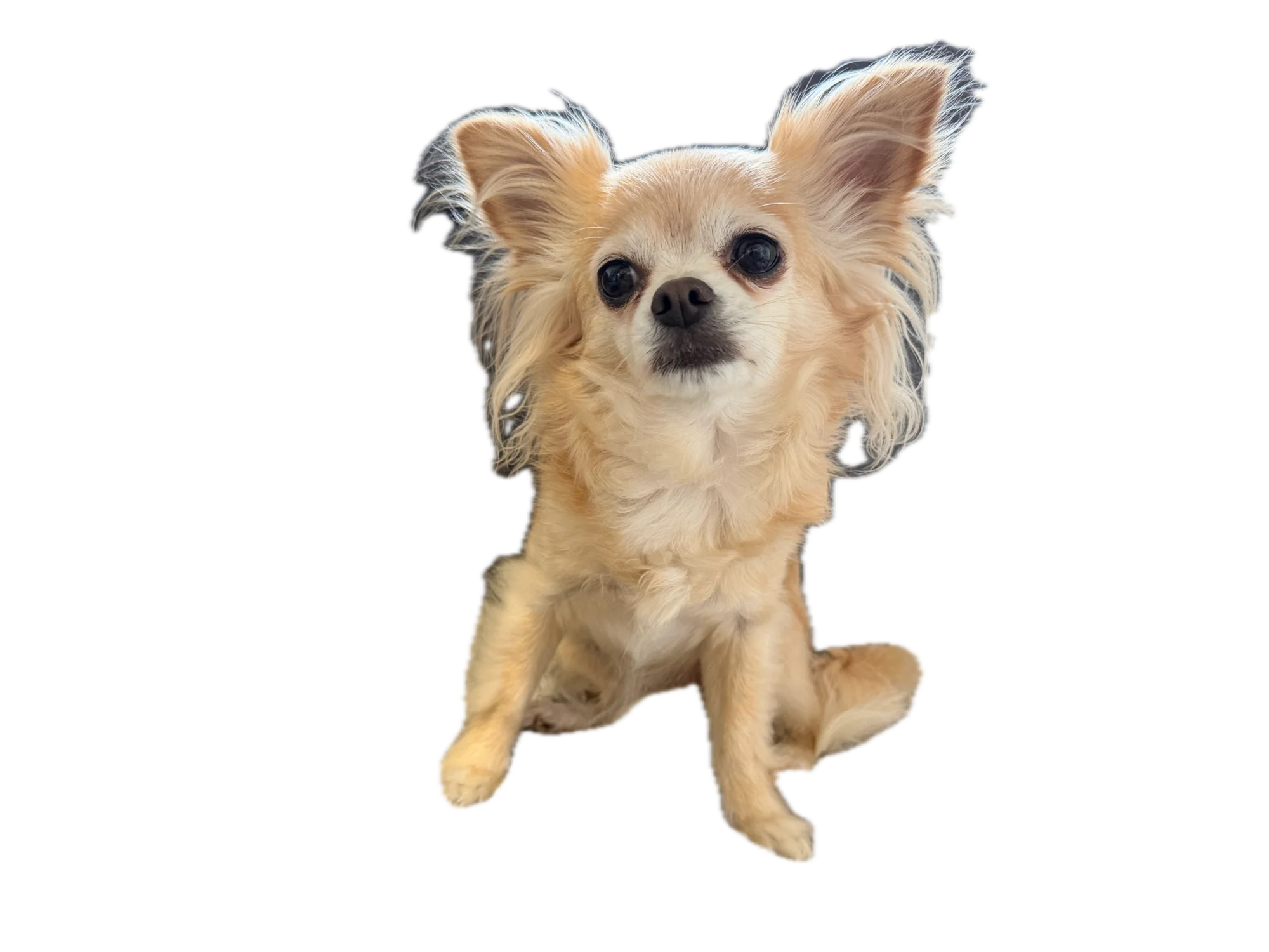 holli sitting pretty